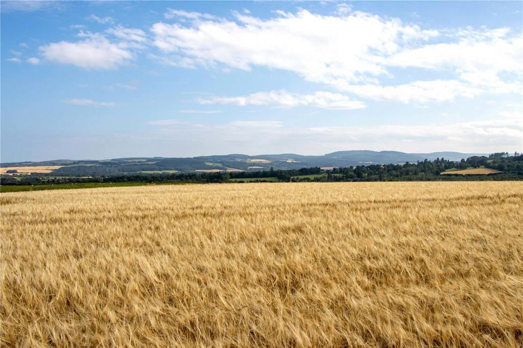 Barley