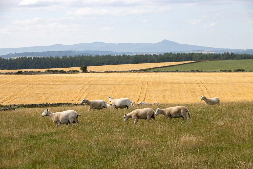 Pasture