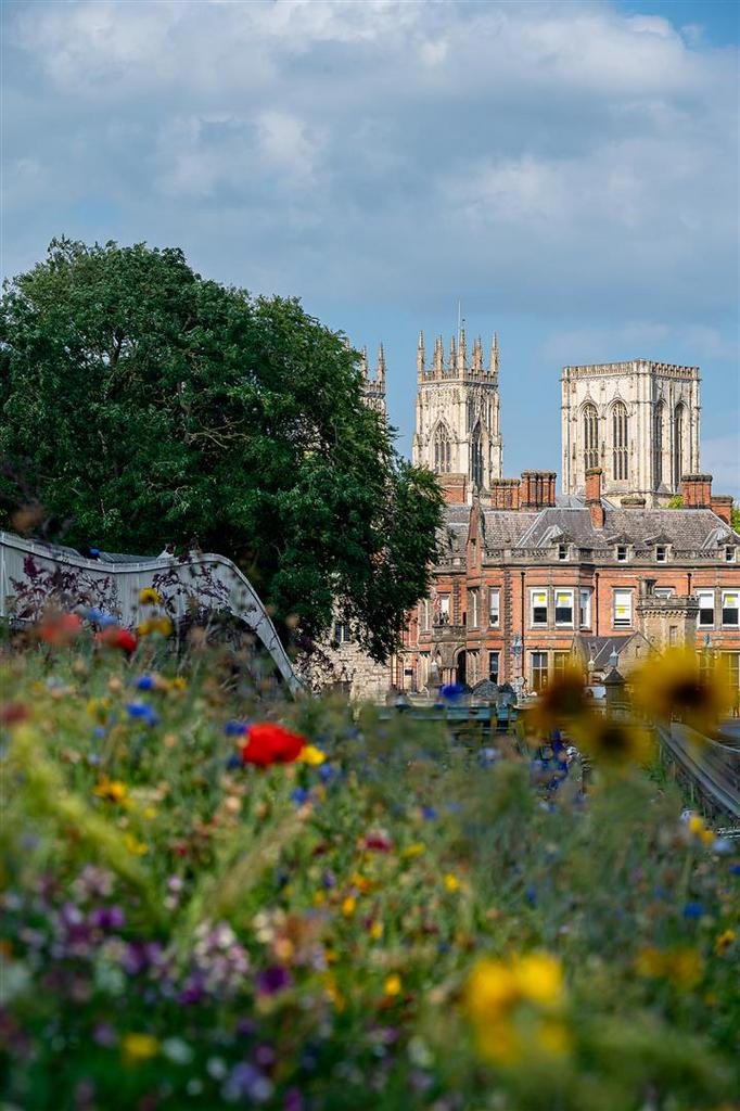 York shot