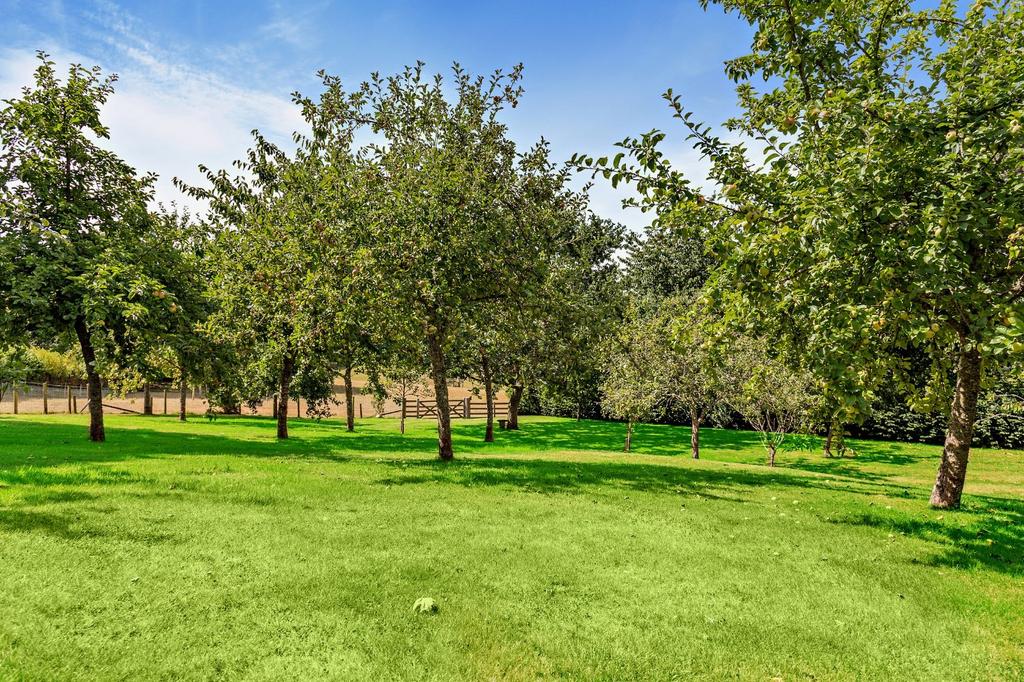 Orchard