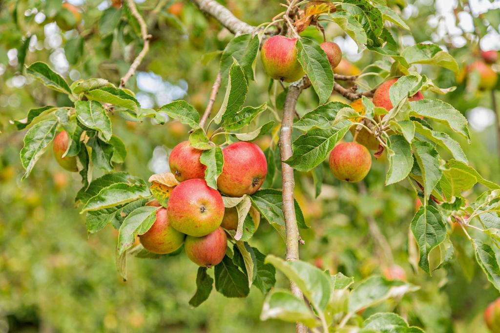 Orchard