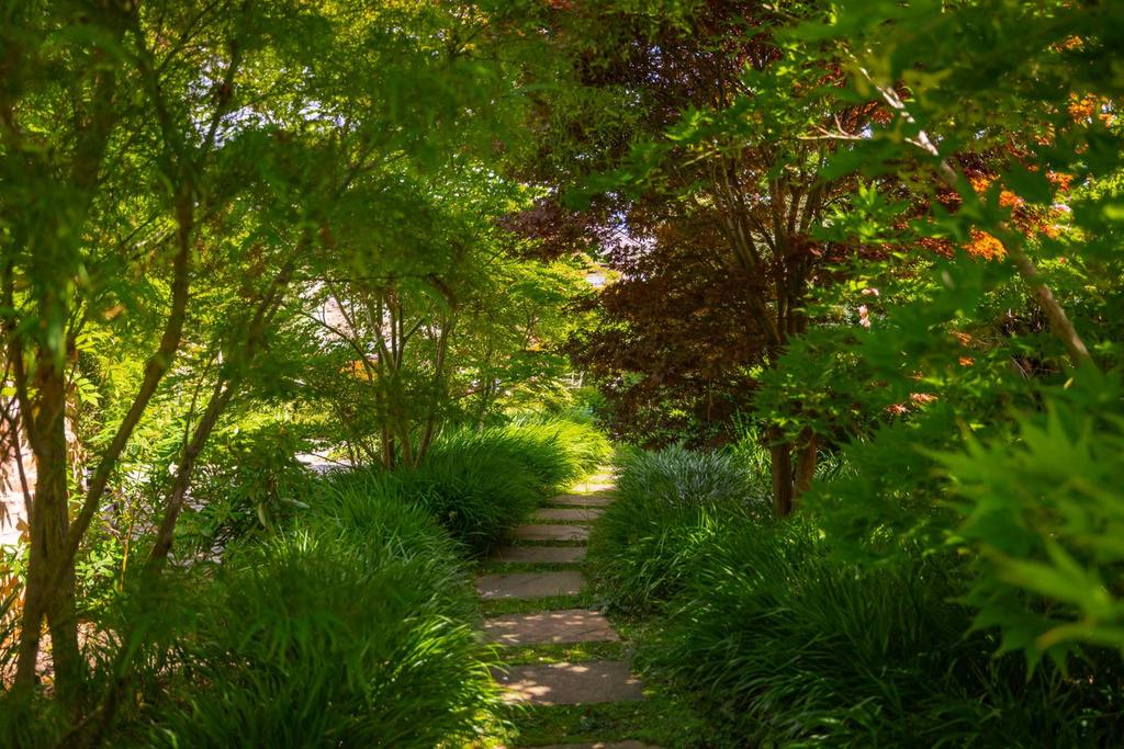 Glade of Maples
