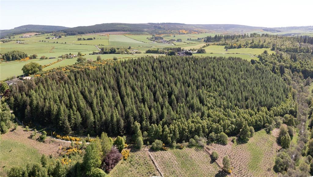 Commercial Conifers