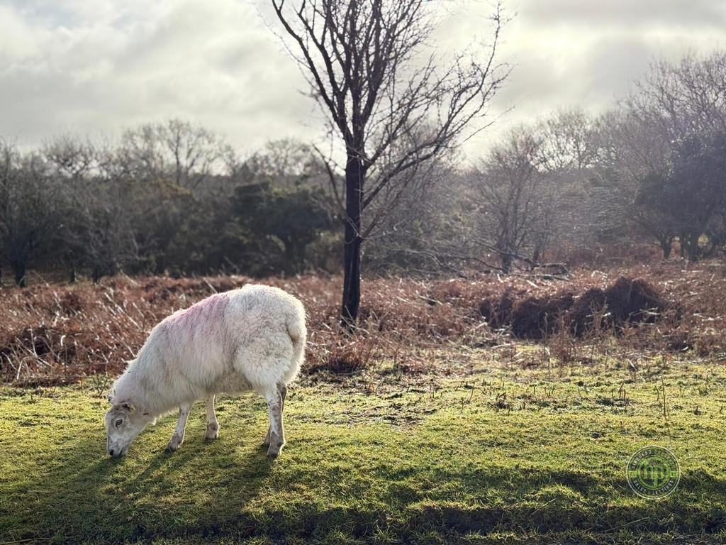 Dartmoor Sheep - Louis Lopez