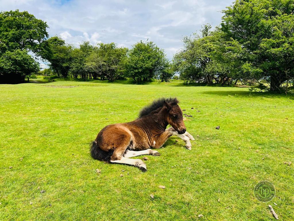 Dartmoor Ponie Sittings - Louis Lopez