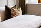 Additional image 9 of Plot 443 - The Netherton, Plot 443 - The Netherton at Sandlands Park 4, Lovesey Avenue, Hucknall NG15