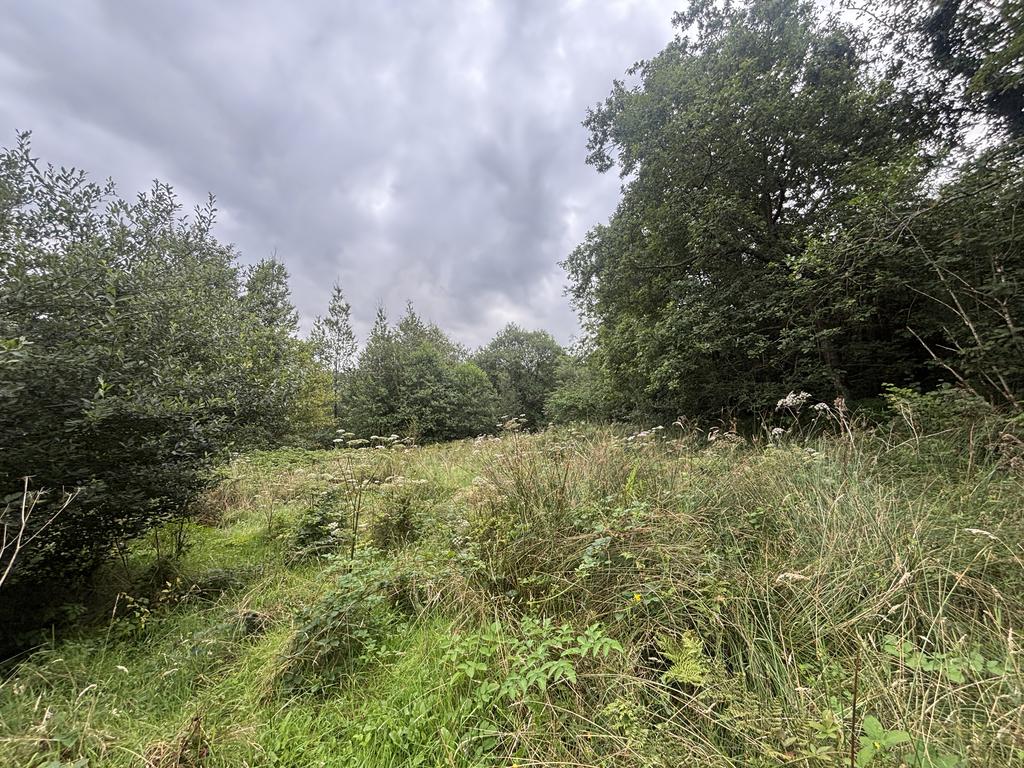 The land (second image)