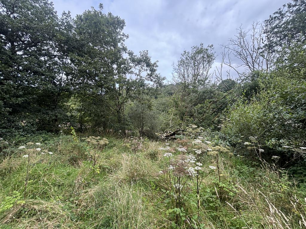 The land (third image)
