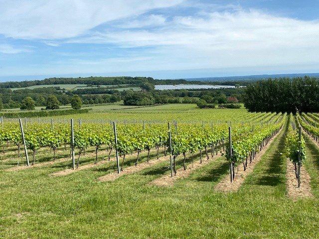 Vineyard