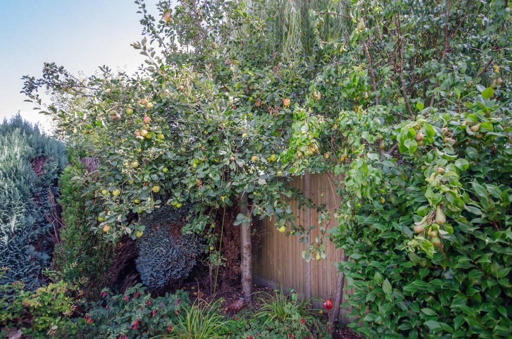 Apple &amp; pear trees.jpg