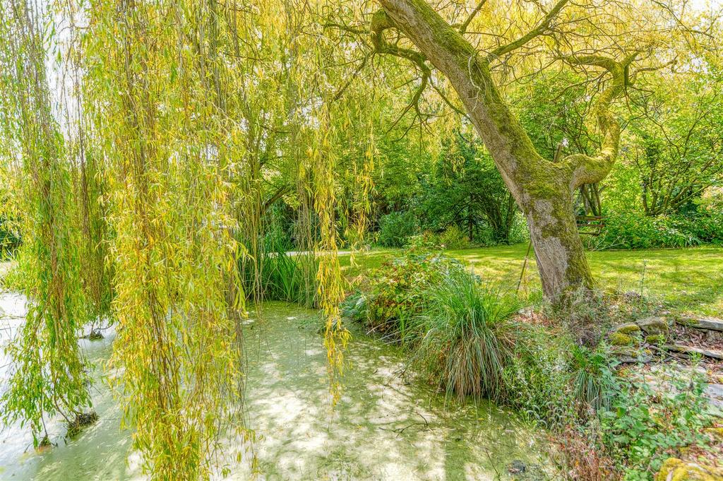 Willow and Pond