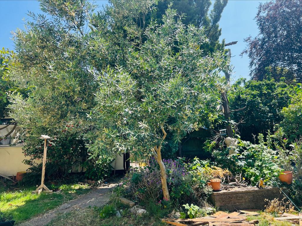 Garden .jpeg