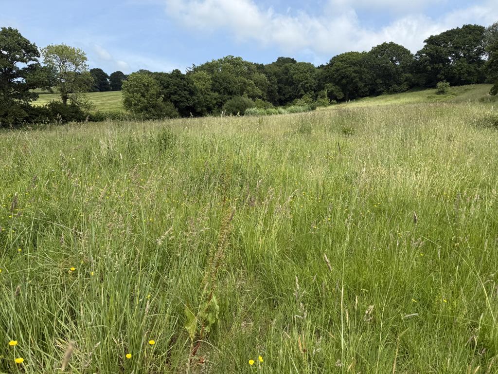 General view of field towards woodland