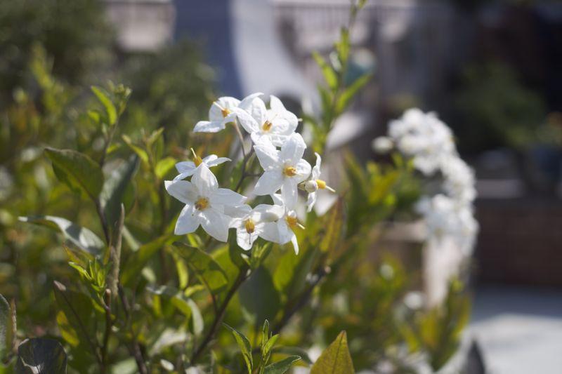 Garden...