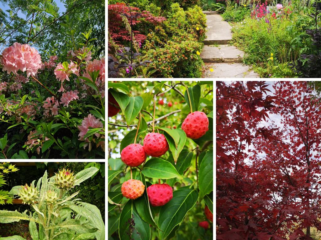 Colourful & Exotic Plants (vendors photos)
