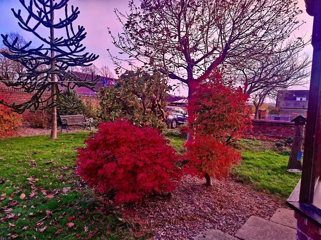 Acer Tree.png