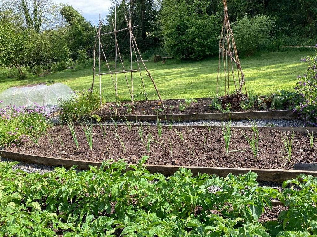 Vegetable garden