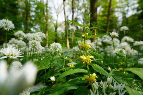 undefined, Bernet Wood, Harthill, Sheffield S26