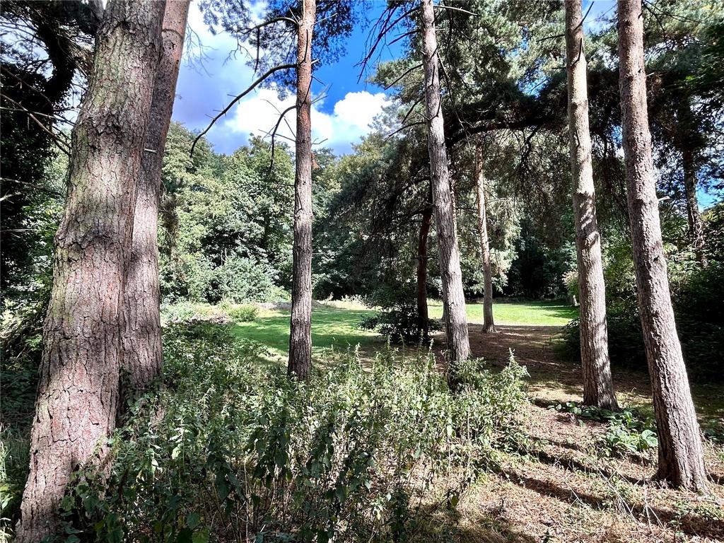 Wooded Area