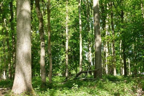 undefined, Maplestead Wood, Gosfield, near Chelsmford CO9