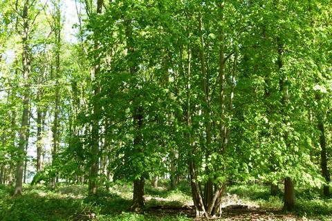 undefined, Maplestead Wood, Gosfield, near Chelsmford CO9