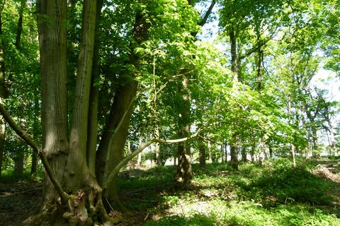 undefined, Maplestead Wood, Gosfield, near Chelsmford CO9