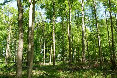 undefined, Maplestead Wood, Gosfield, near Chelsmford CO9