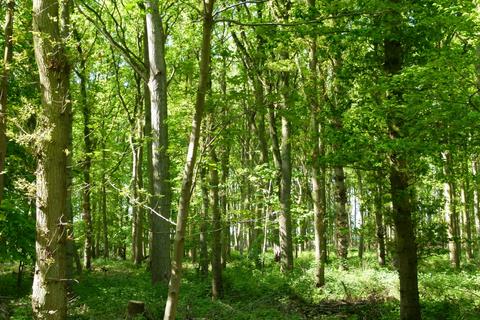 undefined, Maplestead Wood, Gosfield, near Chelsmford CO9