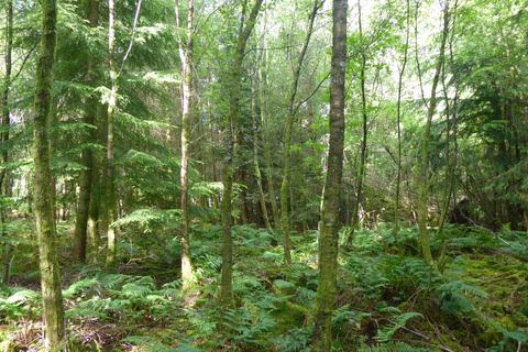 undefined, Auchentroig Wood, Buchlyvie FK8