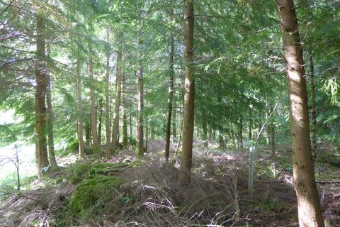 undefined, Auchentroig Wood, Buchlyvie FK8