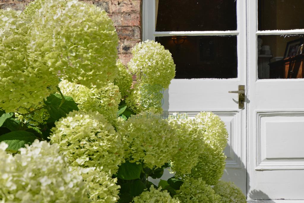 French Windows