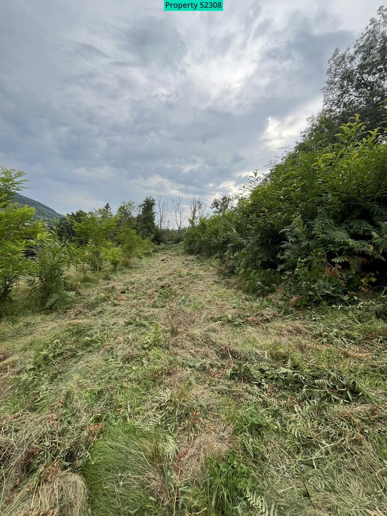 Young woodland ride - chesnut coppice