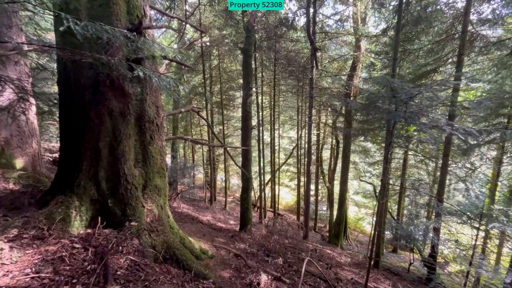 Woodland on southern boundary