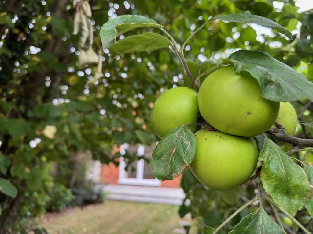 Apple Tree
