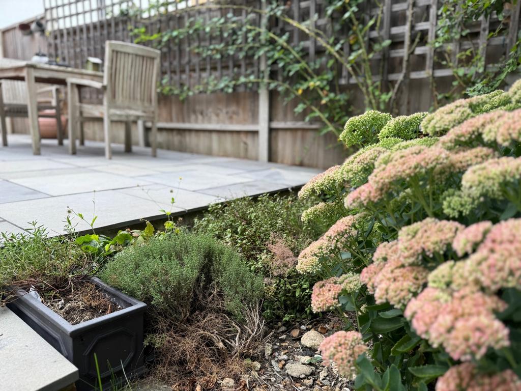 Shrub
