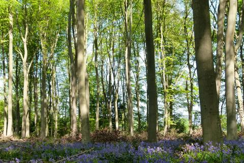 undefined, Beazley Wood, Gosfield CO9