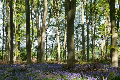 undefined, Beazley Wood, Gosfield CO9