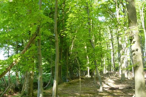 undefined, Beazley Wood, Gosfield CO9