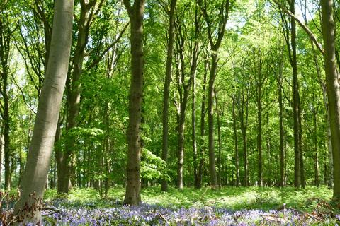 undefined, Beazley Wood, Gosfield CO9