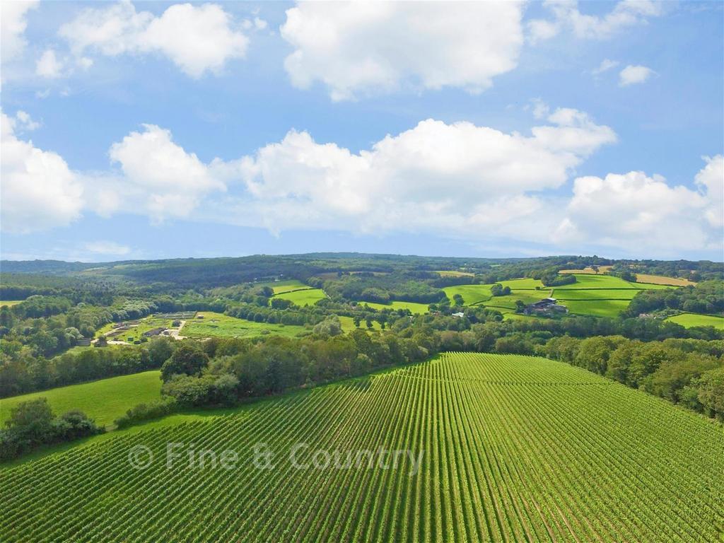 Vines
