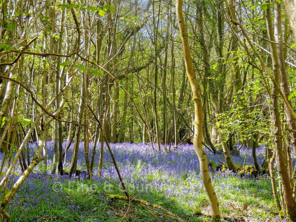 Bluebell Garden