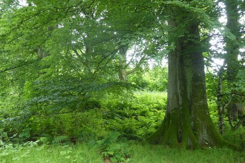 undefined, Artamford Wood, New Deer AB53