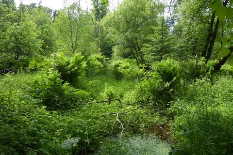 undefined, Artamford Wood, New Deer AB53