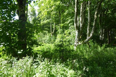 undefined, Artamford Wood, New Deer AB53