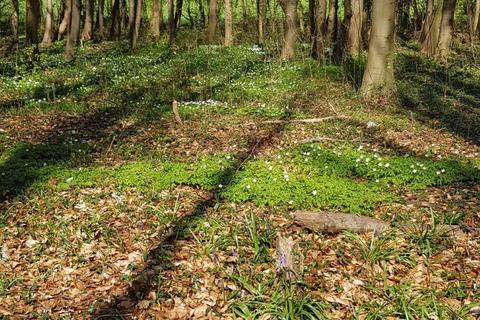 undefined, Badger Wood, Thorpe Salvin, near Sheffield S80