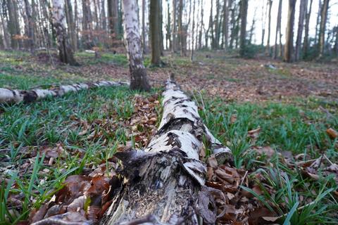 undefined, Badger Wood, Thorpe Salvin, near Sheffield S80