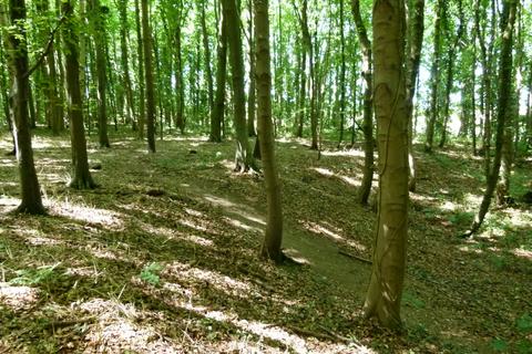 undefined, Badger Wood, Thorpe Salvin, near Sheffield S80