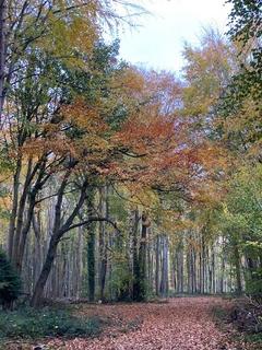 undefined, Badger Wood, Thorpe Salvin, near Sheffield S80