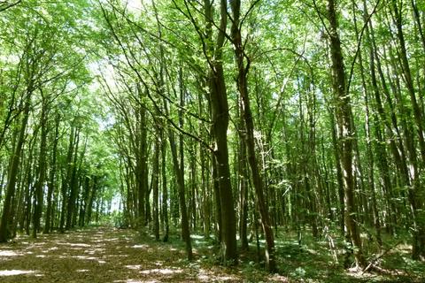 undefined, Badger Wood, Thorpe Salvin, near Sheffield S80