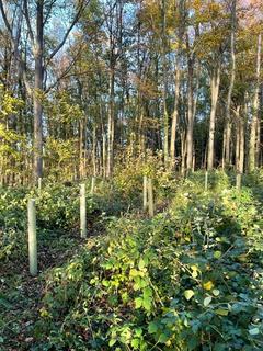 undefined, Badger Wood, Thorpe Salvin, near Sheffield S80